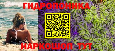 прущие крисы Кингисепп